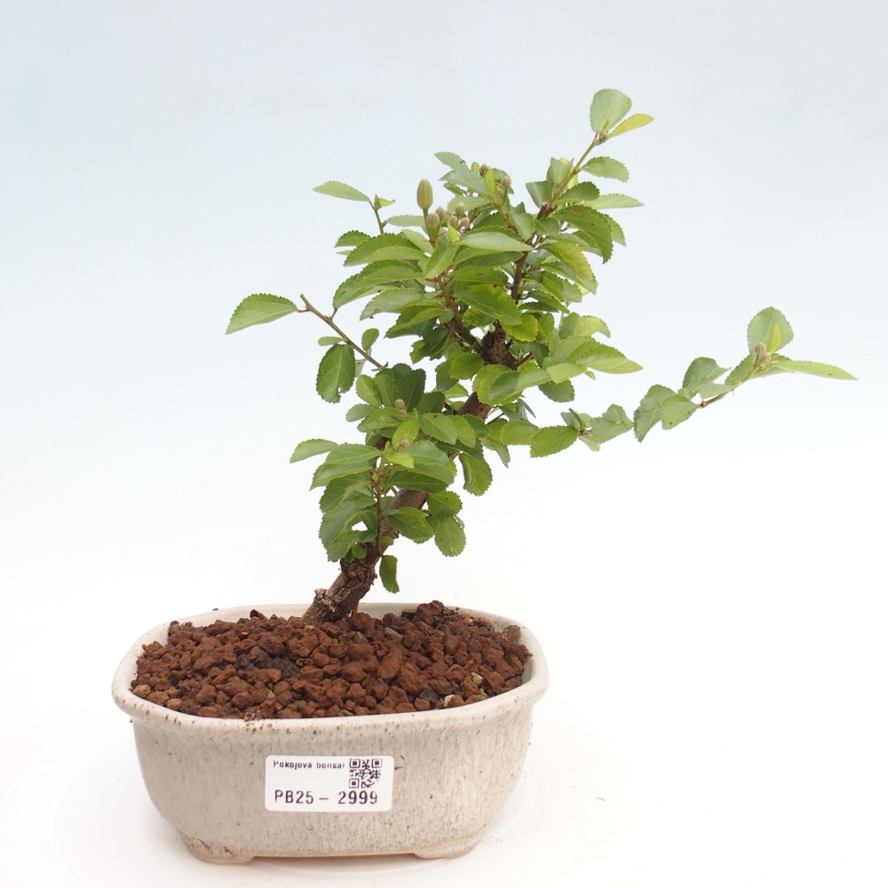 Indoor bonsai - Grewia occidentalis - Lavender star