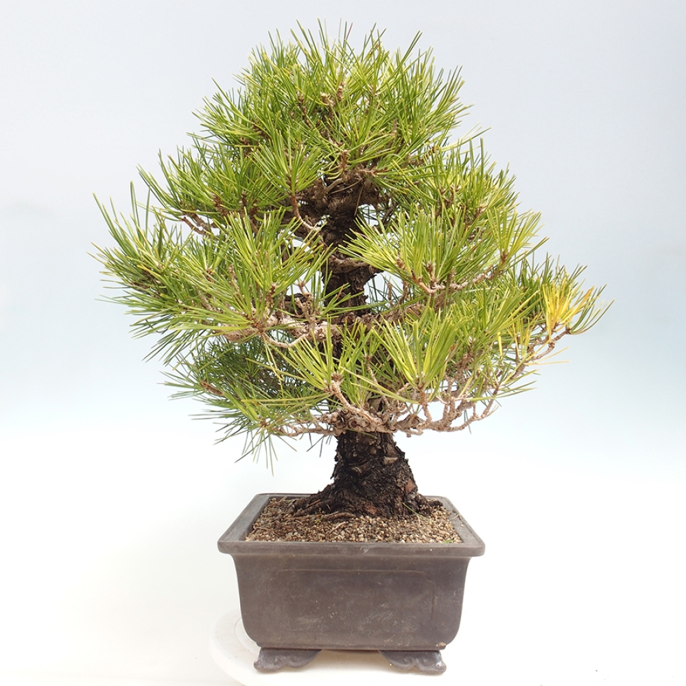 Outdoor bonsai - Pinus thunbergii - Thunberg pine