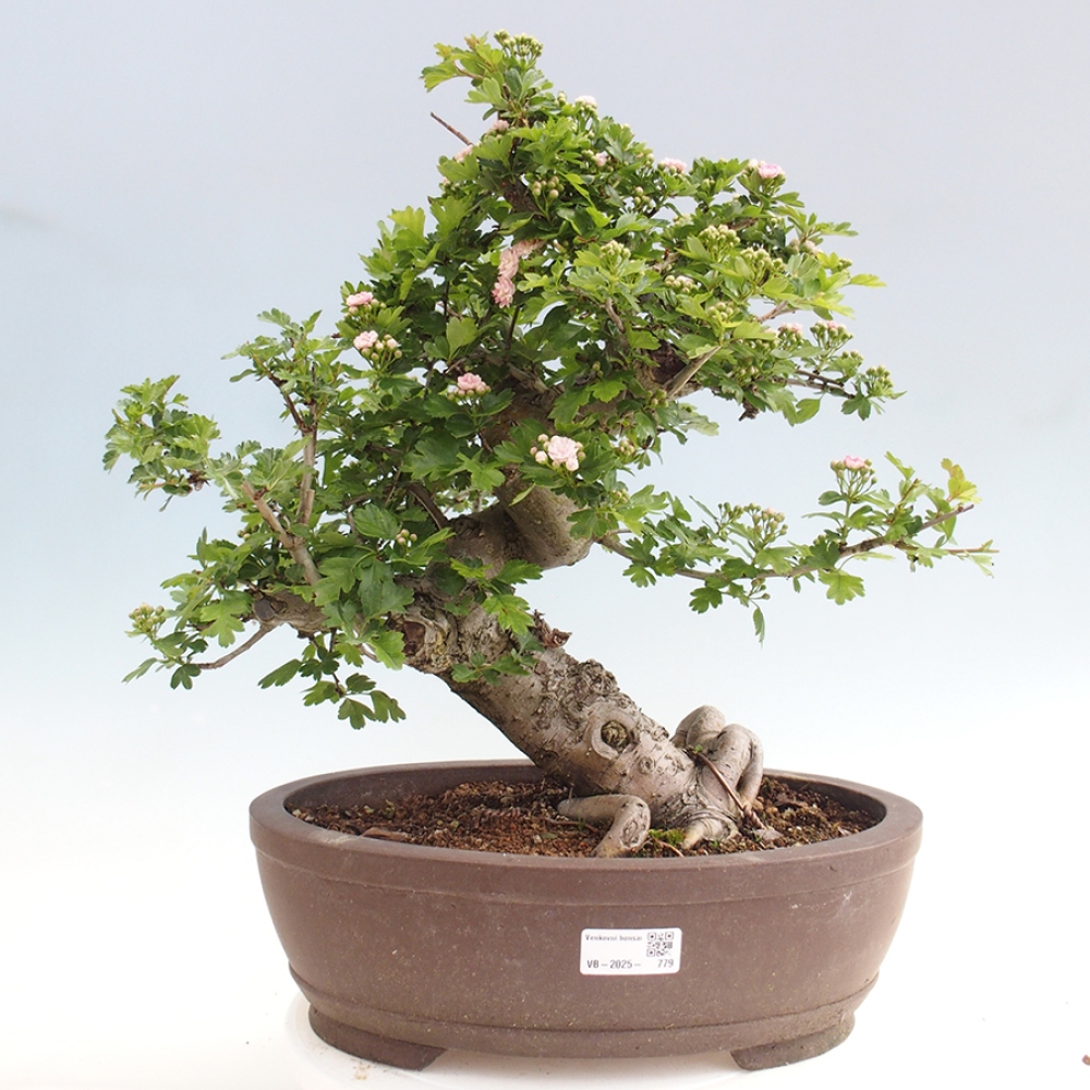 Outdoor bonsai - Hawthorn - Crataegus laevigata Paula