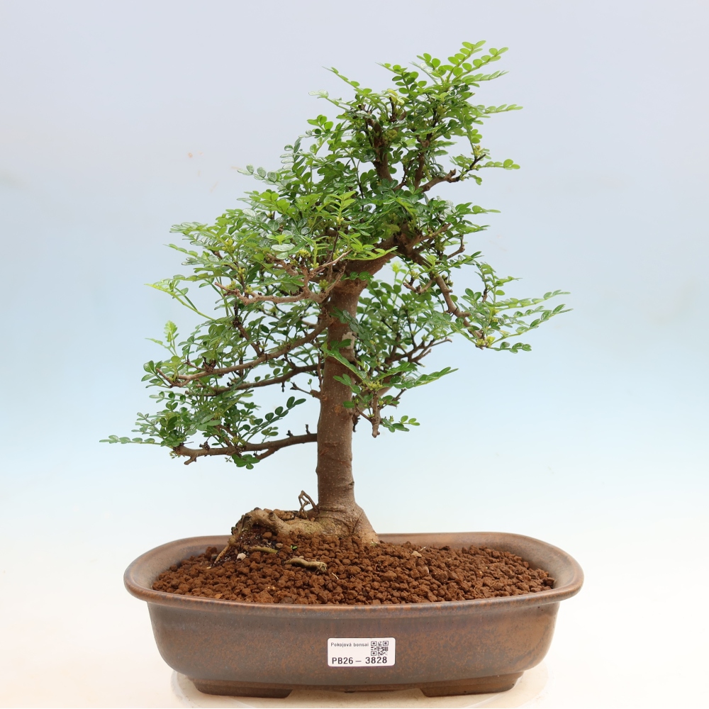 Room bonsai - Zantoxylum piperitum - pepper tree