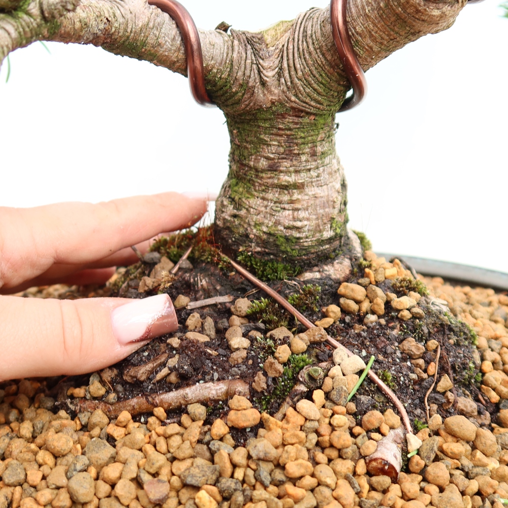 Outdoor Bonsai - Pinus mugo Humpy  - Mountain Pine