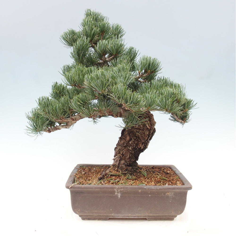 Outdoor bonsai - Pinus parviflora - Small pine tree