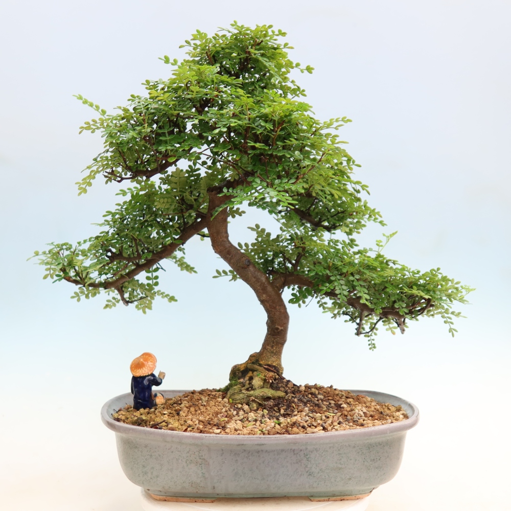 Room bonsai - Zantoxylum piperitum - pepper tree