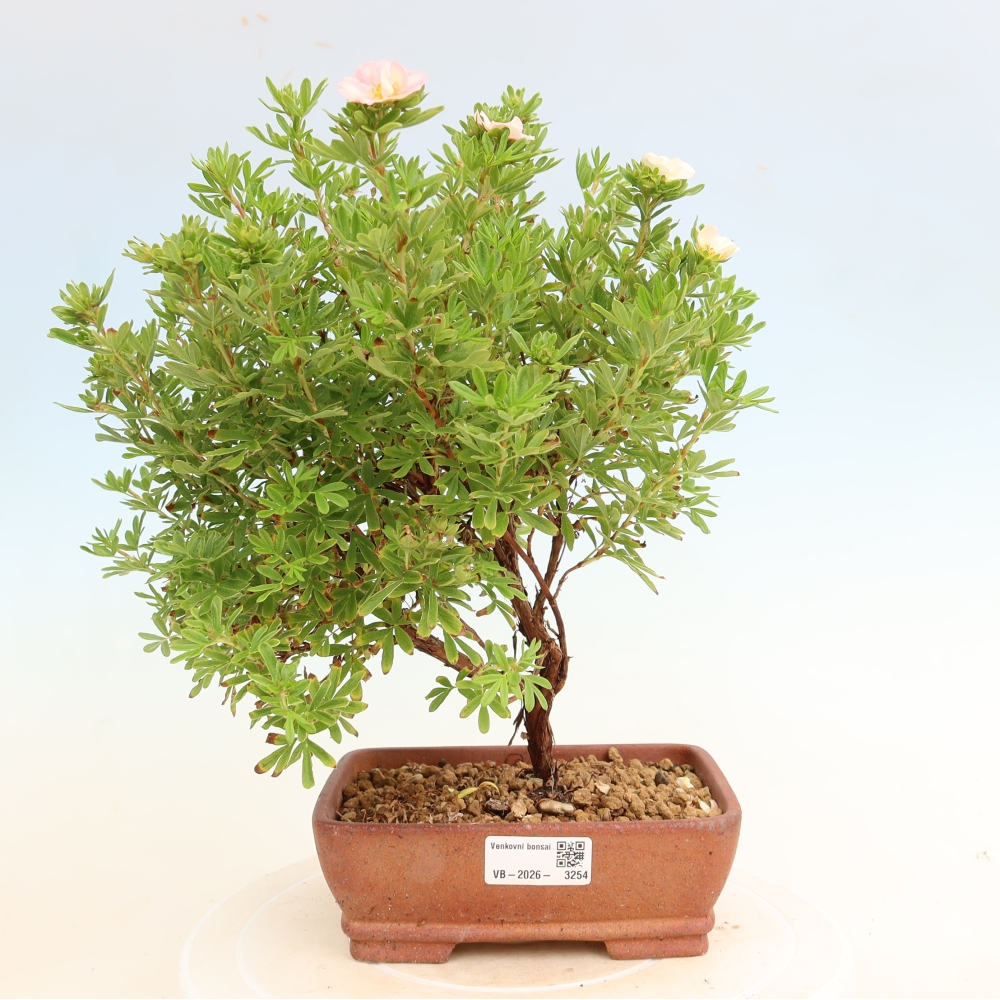 Outdoor Bonsai—Shrubby Cinquefoil—Potentilla fruticosa 'Bellissima'