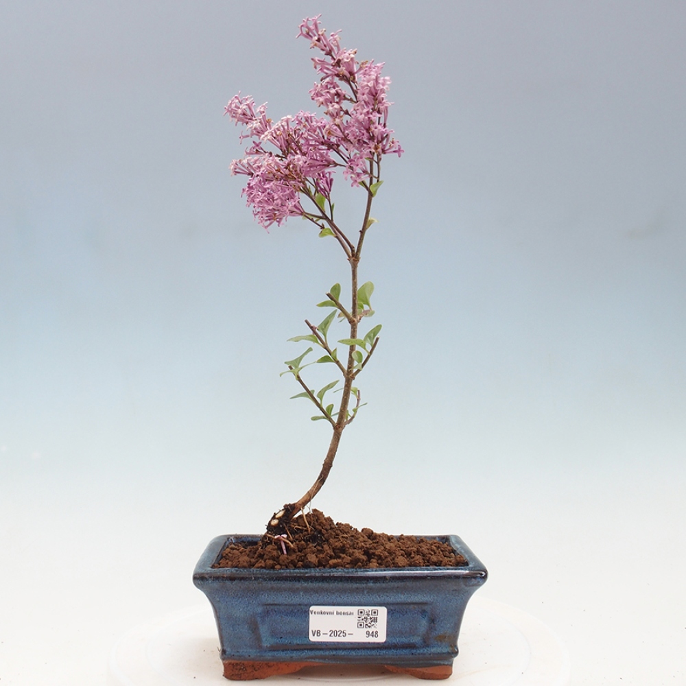 Outdoor bonsai - Syringa Meyeri Palibin - Meyer's Lilac