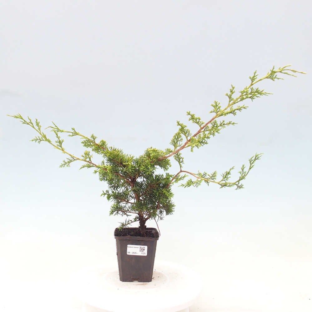 Outdoor bonsai - Juniperus chinensis Itoigawa