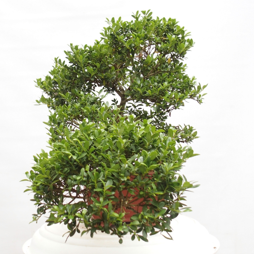 Indoor bonsai - Ilex crenata - Holly