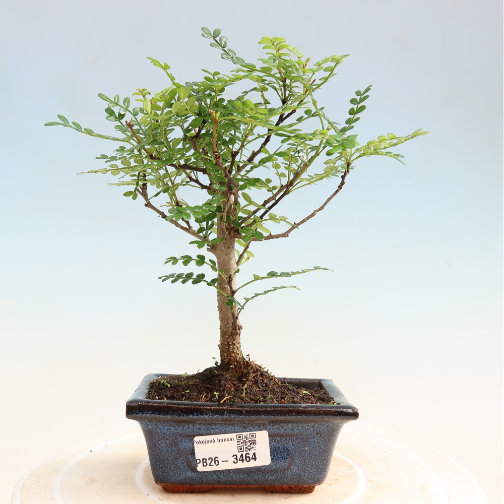 Room bonsai - Zantoxylum piperitum - pepper tree