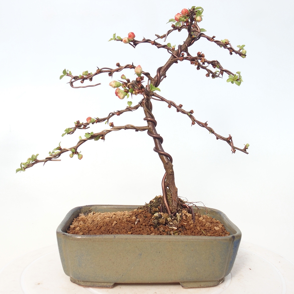 Outdoor bonsai - Chaneomeles s. Red Joy - Quince