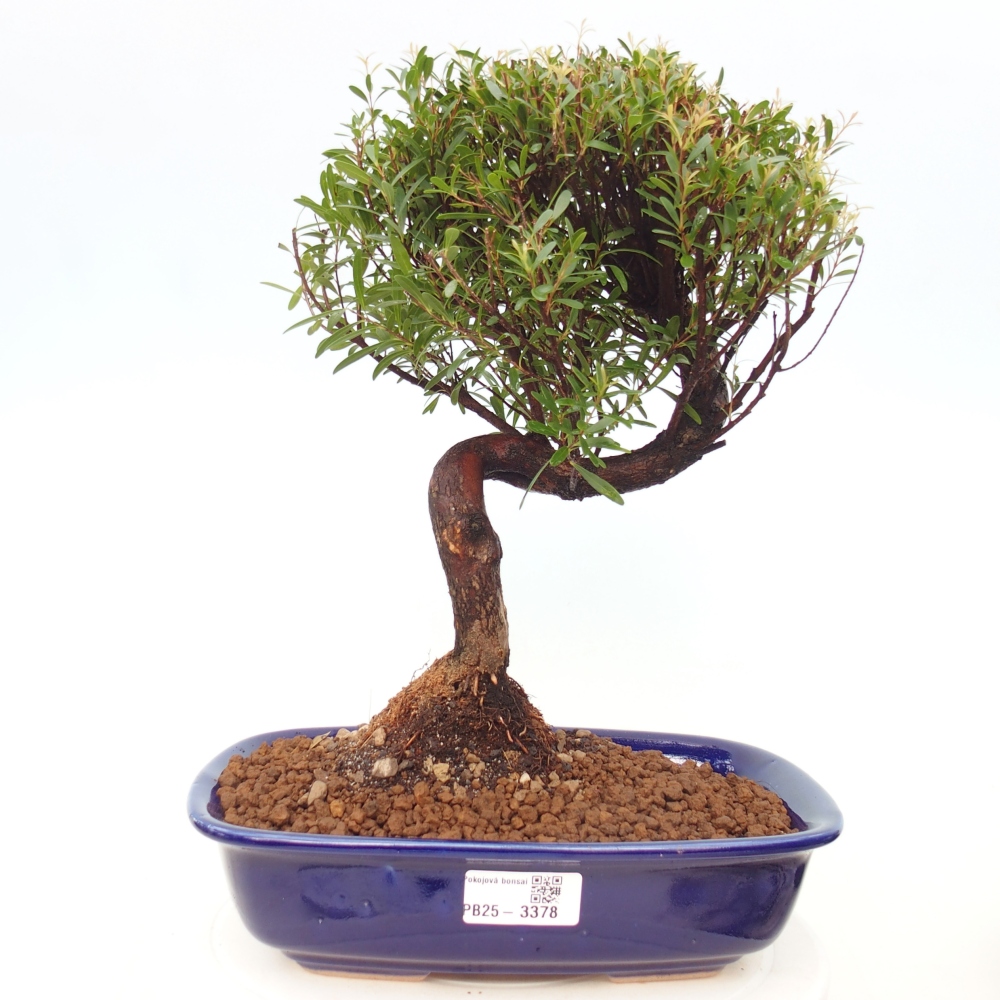 Room bonsai - Syzygium - Pimento