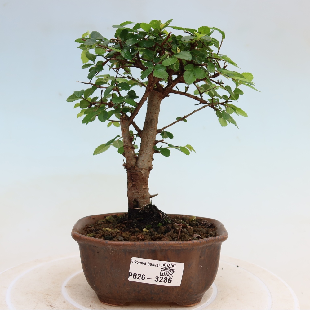Room bonsai - Ulmus parvifolia - Small-leaved elm