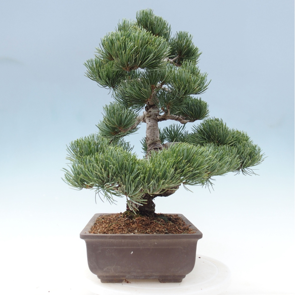 Outdoor bonsai - Pinus parviflora - Small pine tree