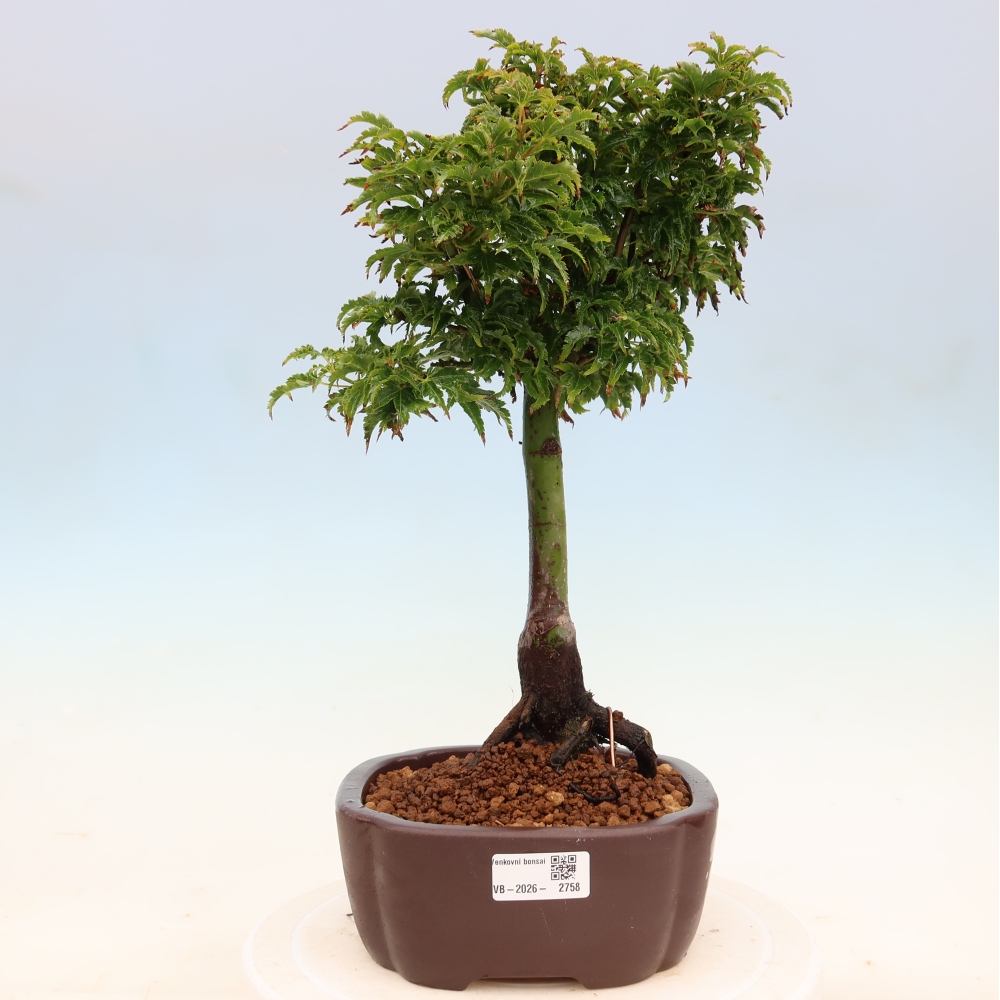 Outdoor bonsai -Javor palm Acer palmatum Shishigashira