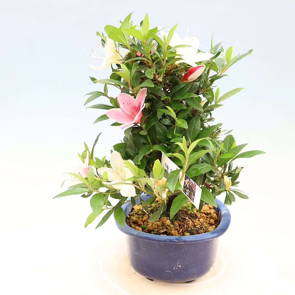 Outdoor bonsai - Japanese azalea - Azalea CHIHIRO