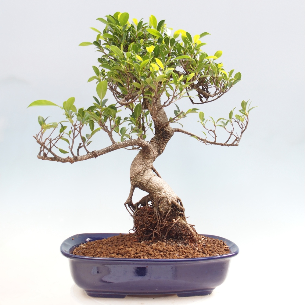 Room bonsai - Ficus kimmen - small-leaved ficus