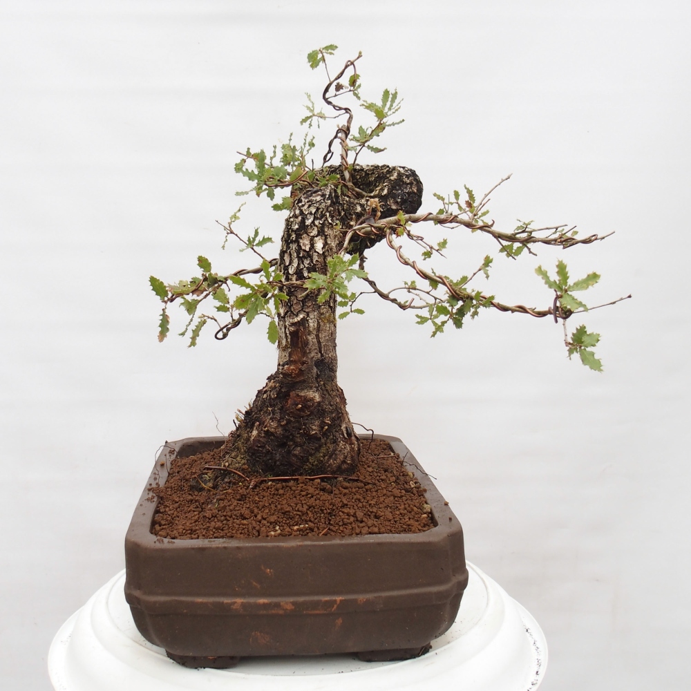 Yamadori - Quercus Ilex - Oak holly