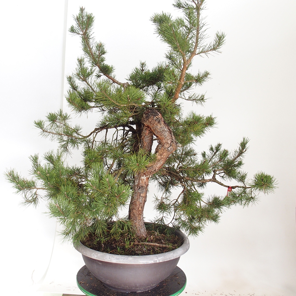 Yamadori - Pinus sylvestris Spain