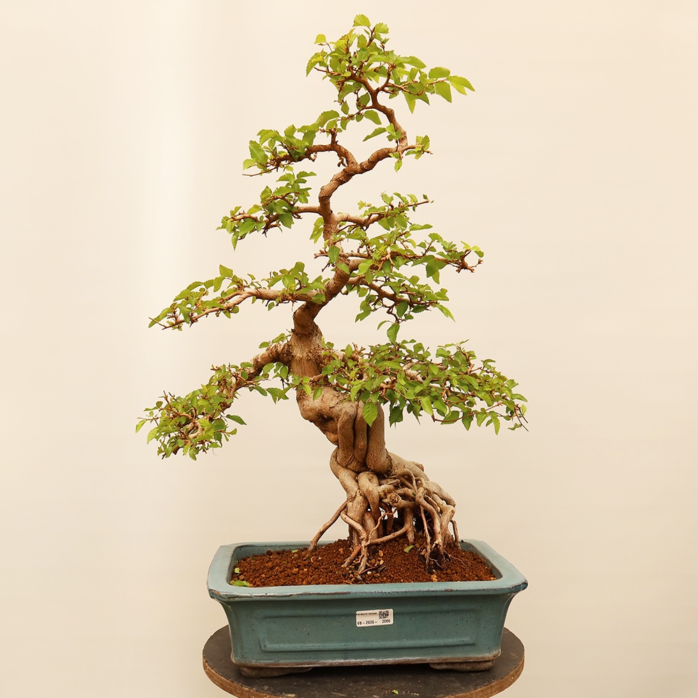 Outdoor bonsai - Carpinus Coreana - Korean hornbeam