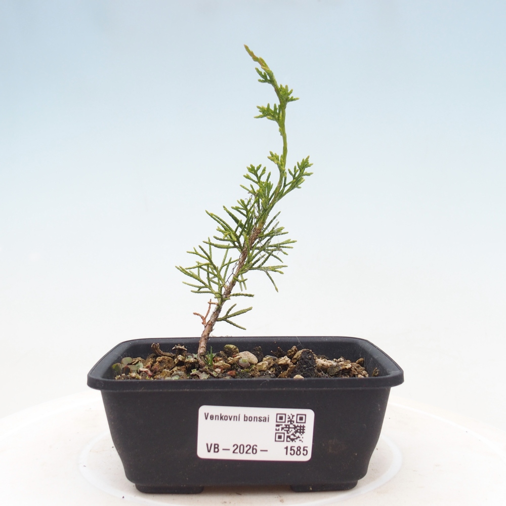 Outdoor bonsai - Juniperus chinensis Itoigawa