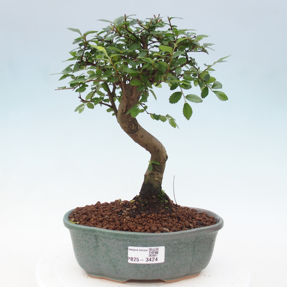 Room bonsai - Ulmus parvifolia - Small-leaved elm