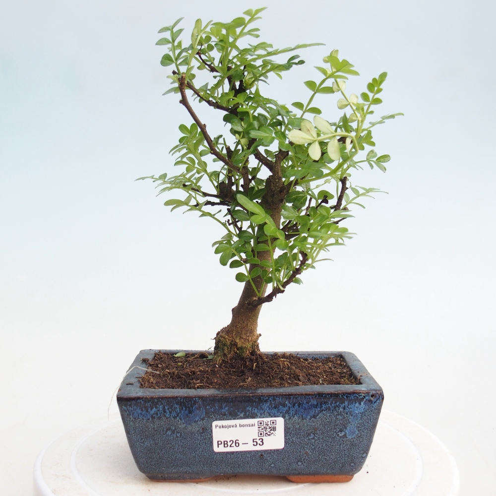 Room bonsai - Zantoxylum piperitum - pepper tree