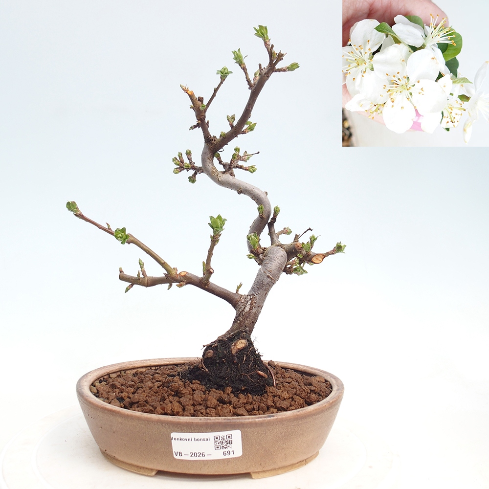 Outdoor bonsai - Malus sargentii - Small-fruited apple tree