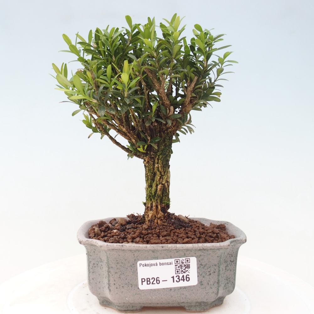 Room bonsai - Buxus harlandii - cork buxus