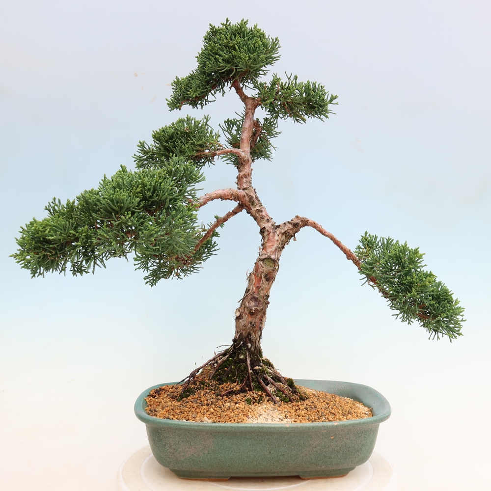 Outdoor bonsai - Juniperus chinensis Kishu