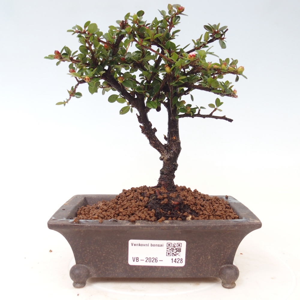 Outdoor bonsai - Cotoneaster horizontalis - Rocky Mountain