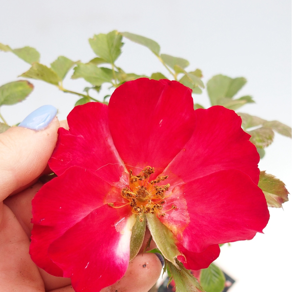 Outdoor bonsai - Rosa Kordes -  rose