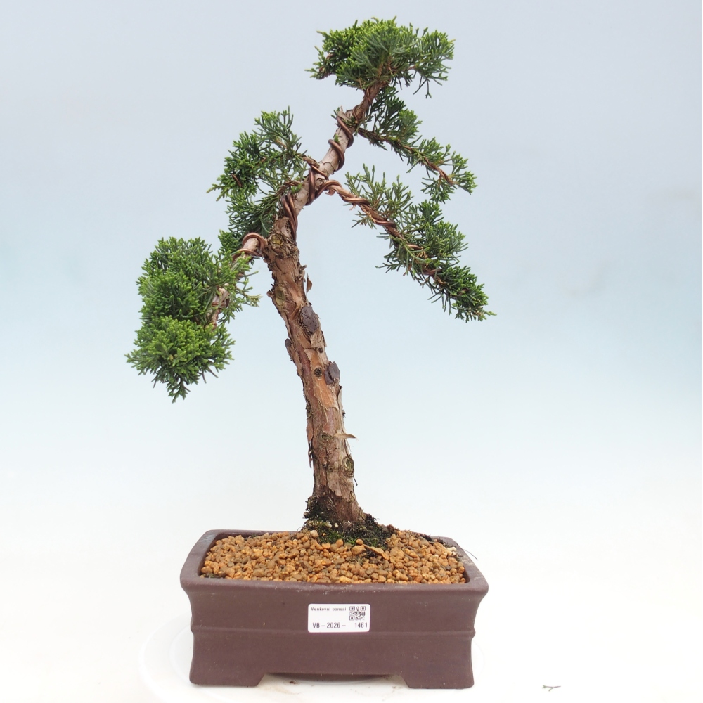 Outdoor bonsai - Juniperus chinensis Kishu