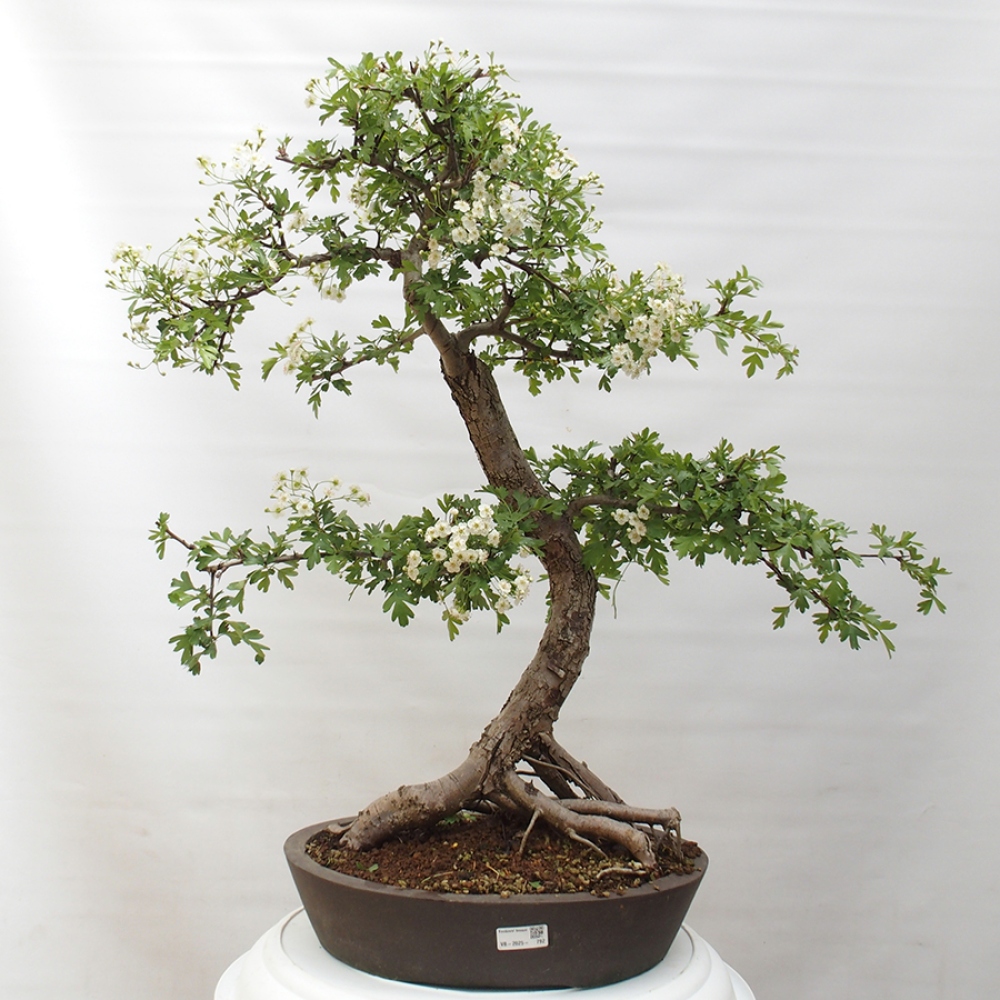 Outdoor bonsai - Hawthorn - Crataegus monogyna