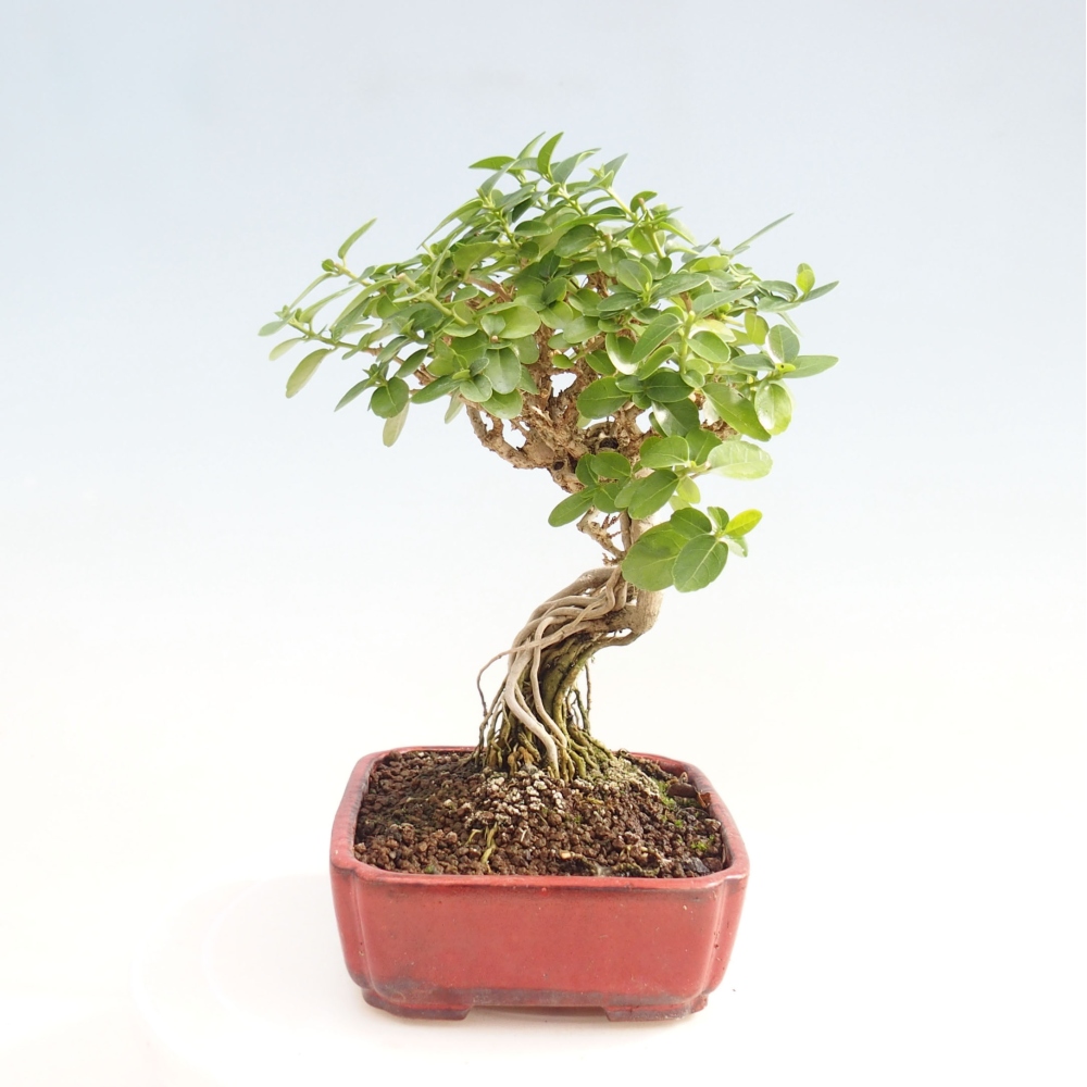 Indoor bonsai - Premna serratifolia - Kozlovon small-leaved