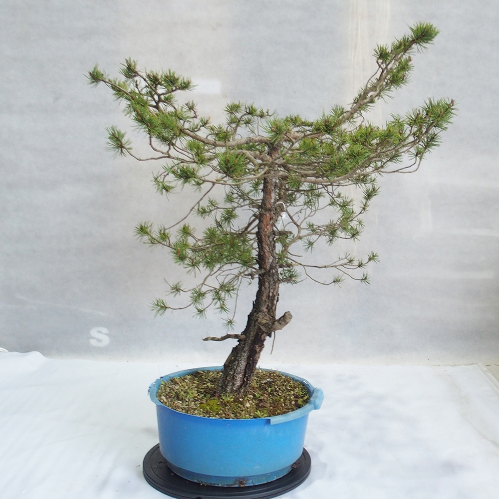 Yamadori - Pinus sylvestris 