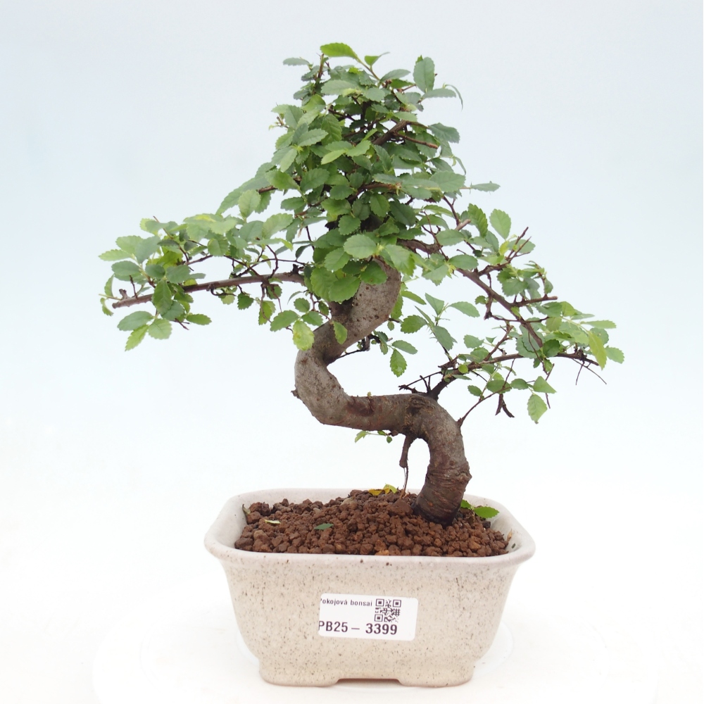 Room bonsai - Ulmus parvifolia - Small-leaved elm