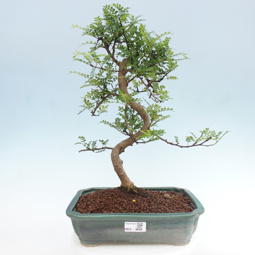 Indoor bonsai - Zantoxylum piperitum - pepper tree