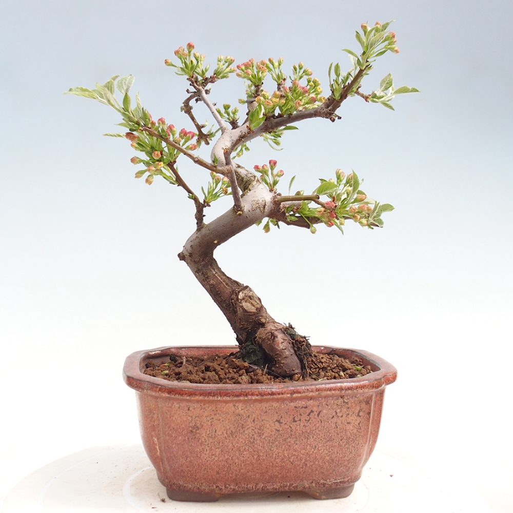 Outdoor bonsai - Malus sargentii - Small-fruited apple tree