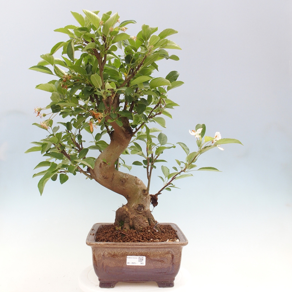 Outdoor bonsai - Malus halliana - Small-fruited apple tree