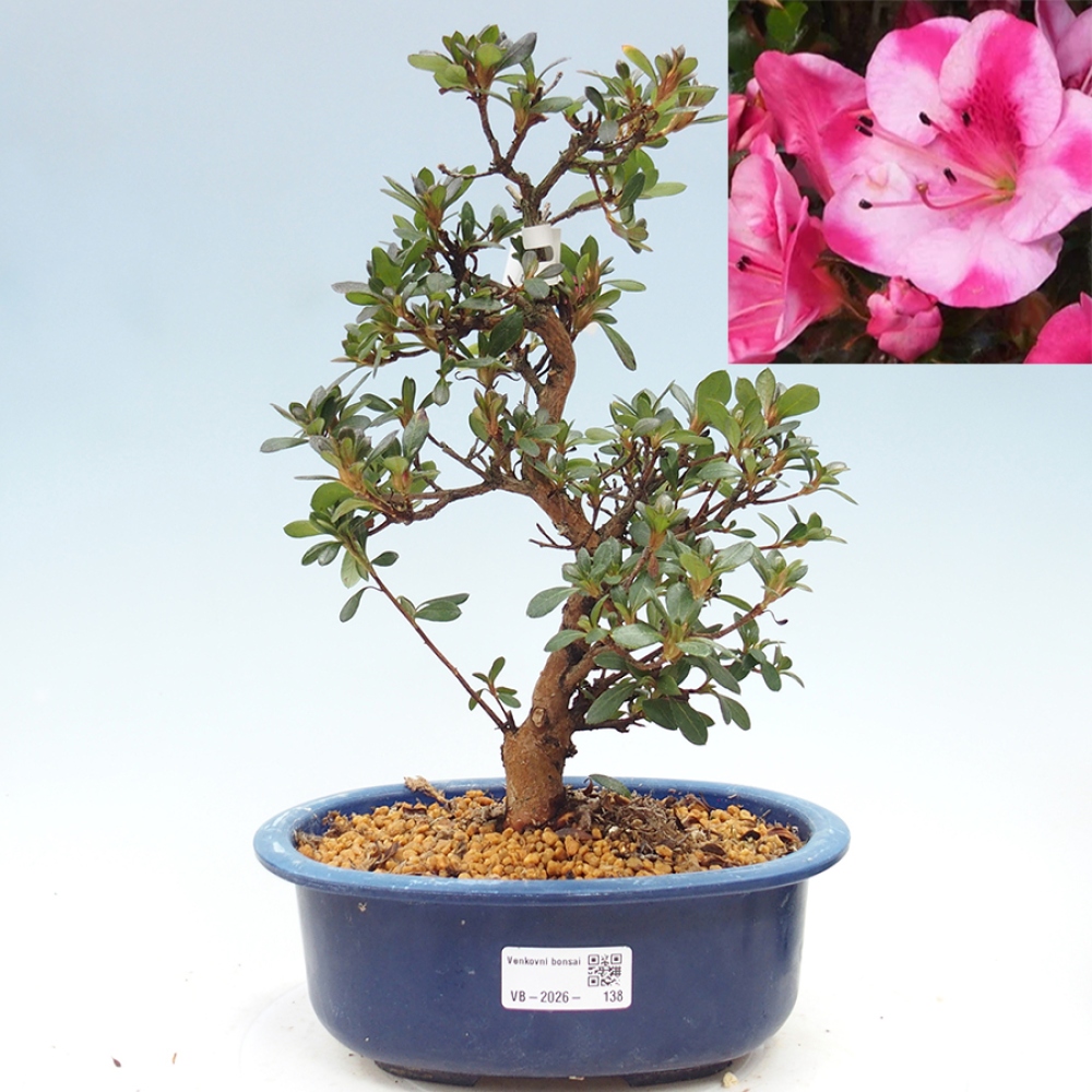 Outdoor bonsai - Japanese Azalea - Azalea Kobai
