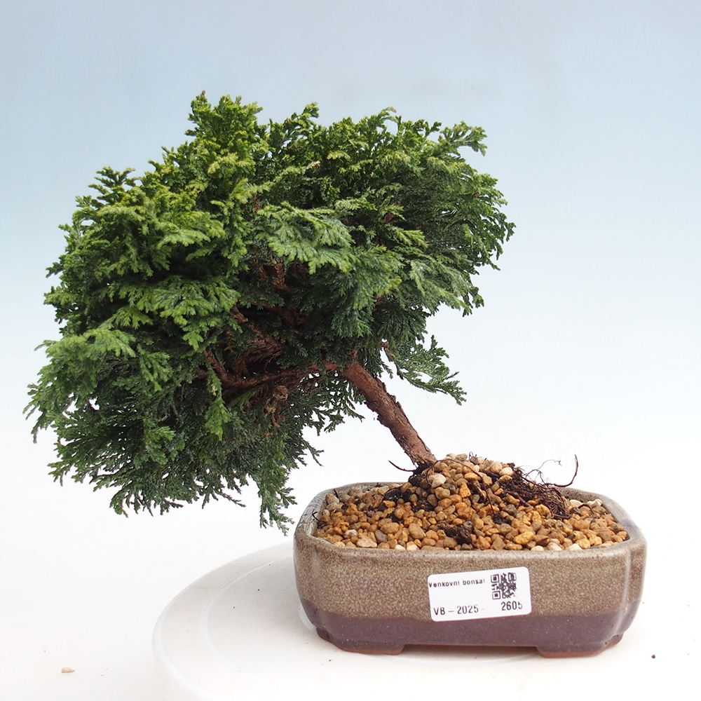 Outdoor bonsai - Cham.pis Parslori - Cypress