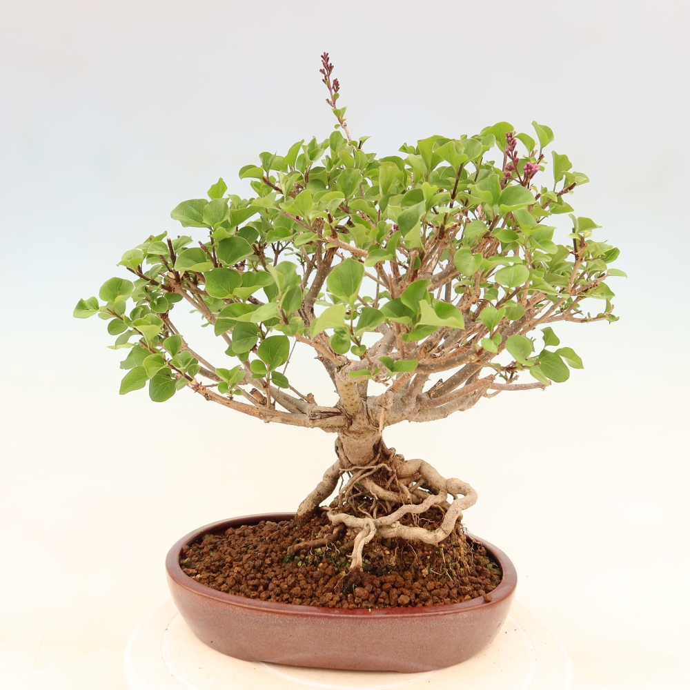 Outdoor bonsai - Syringa microphylla - small-flowered lilac
