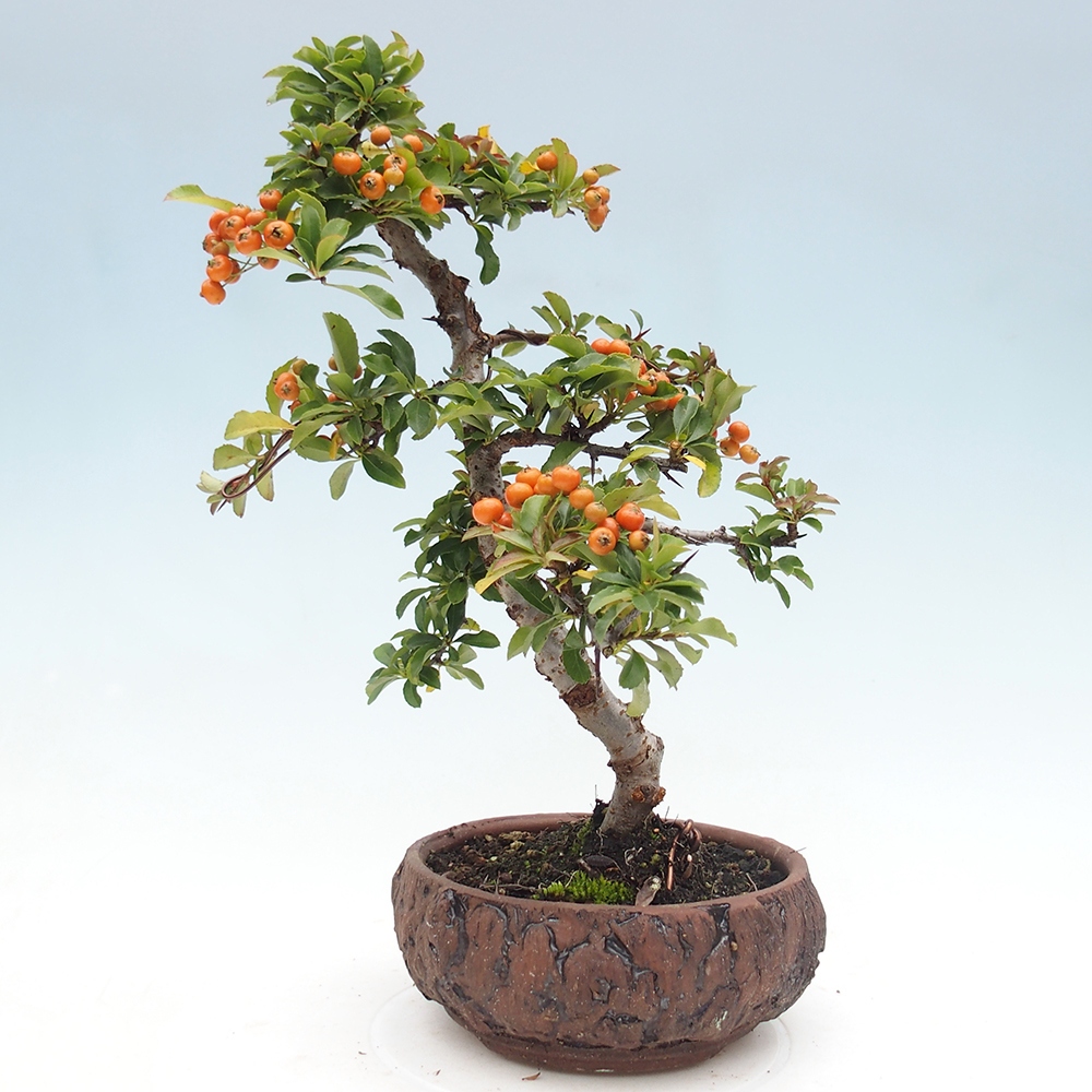 Outdoor Bonsai-Pyracanta Teton -Bakery