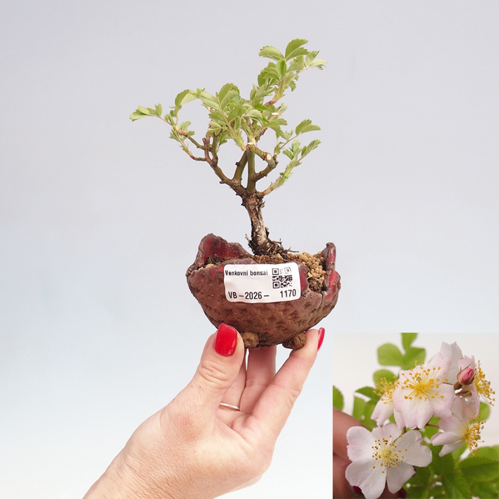 Outdoor bonsai - Rosa sp. - small-flowered rose