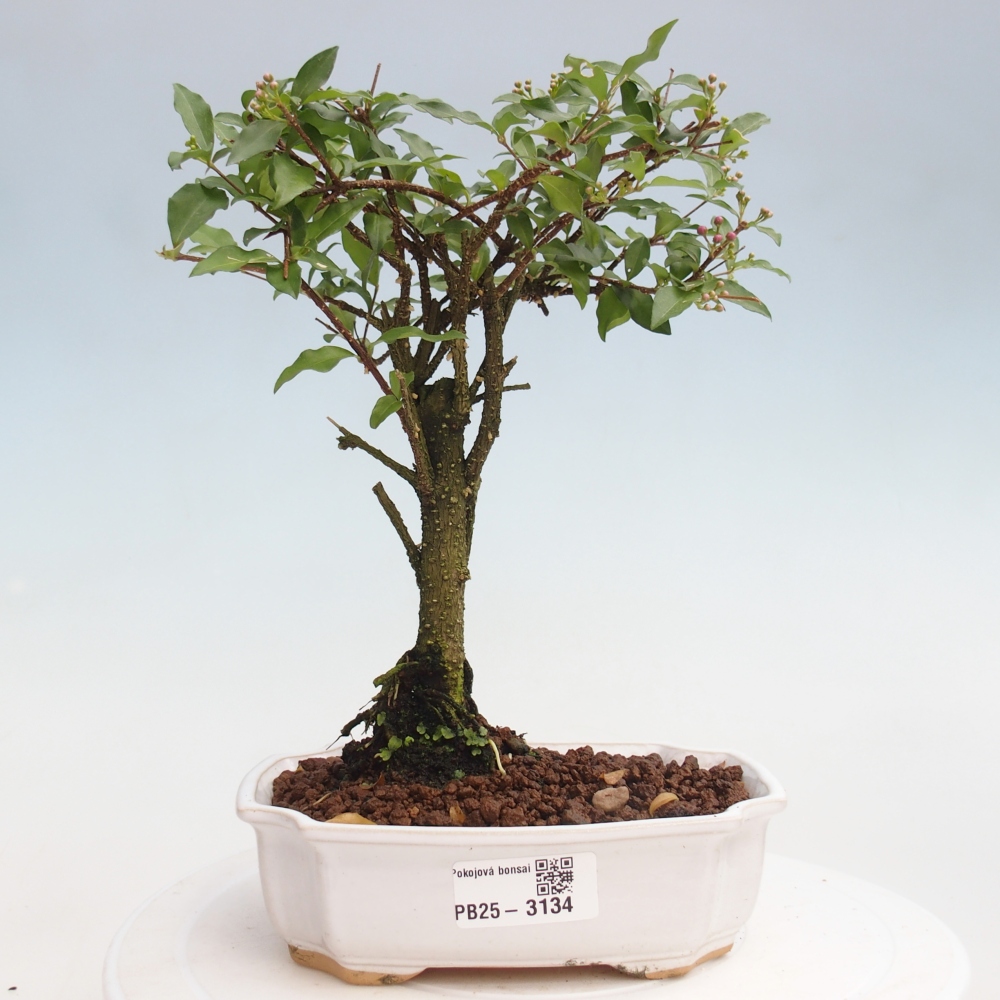 Room bonsai - Malpighia coccigera- Barbdorian cherry
