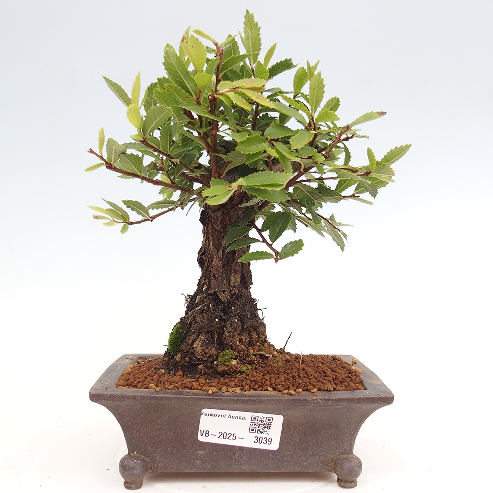 Outdoor bonsai - Zelkova - Zelkova NIRE