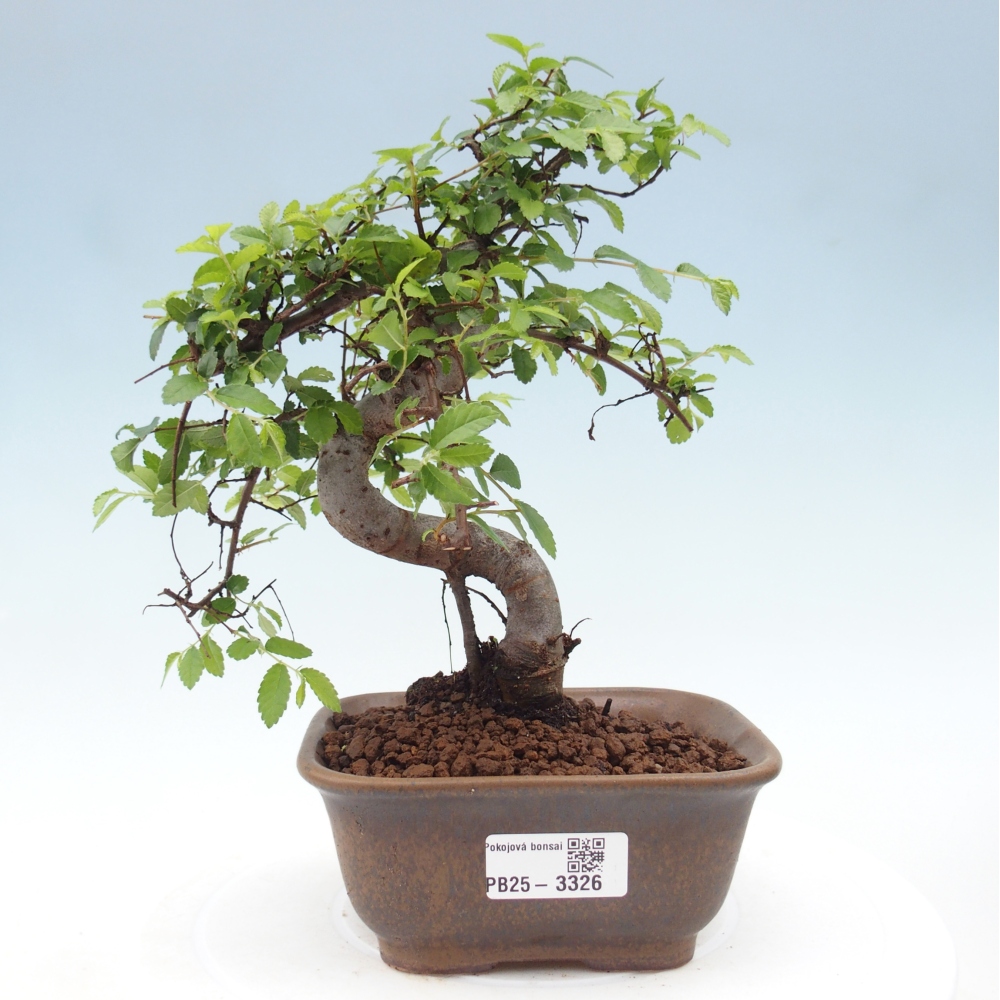 Room bonsai - Ulmus parvifolia - Small-leaved elm