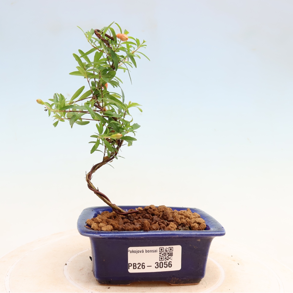 Room bonsai-PUNICA granatum nana-Granate apple