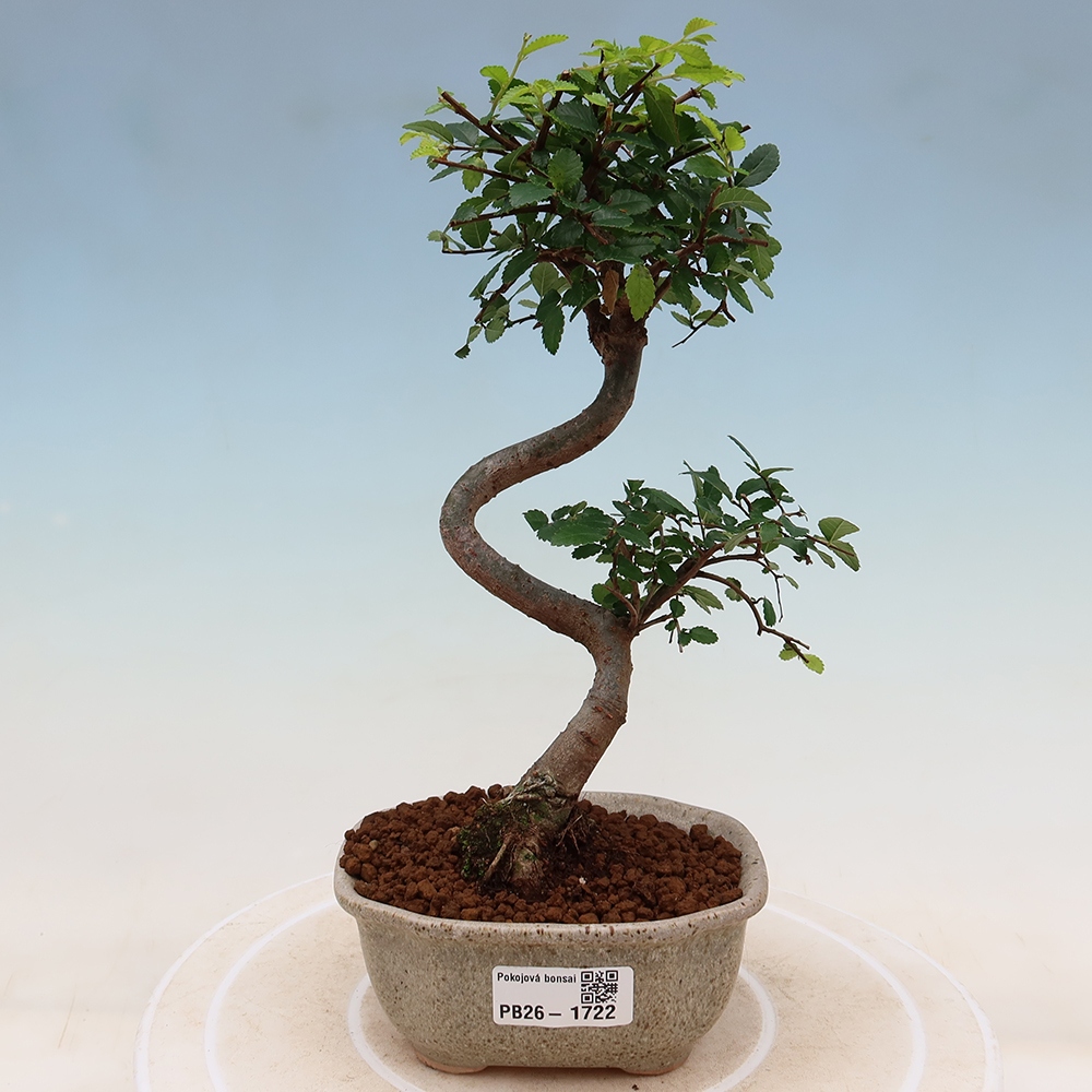 Room bonsai - Ulmus parvifolia - Small-leaved elm