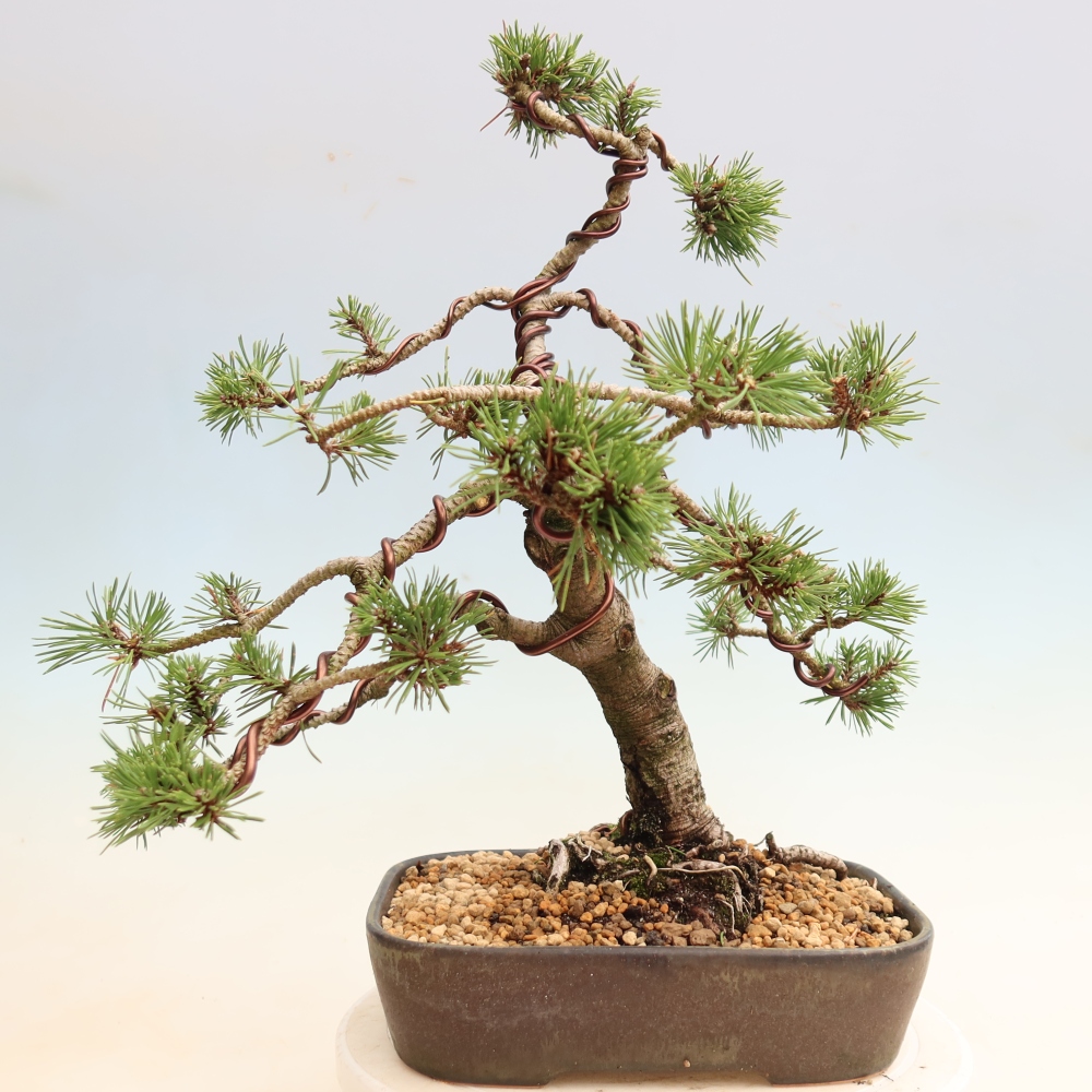Outdoor Bonsai - Pinus mugo Humpy  - Mountain Pine
