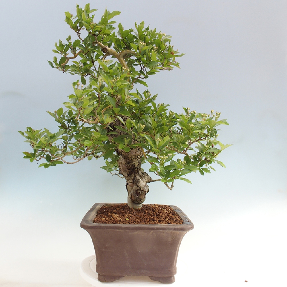 Outdoor bonsai - Hawthorn - Crataegus cuneata